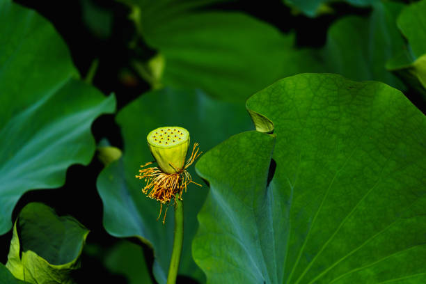 istock Maturation of Nature: Lotus seedpod in pond 2165651202