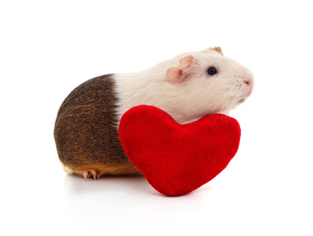 istock Guinea pig and heart. 2165651314