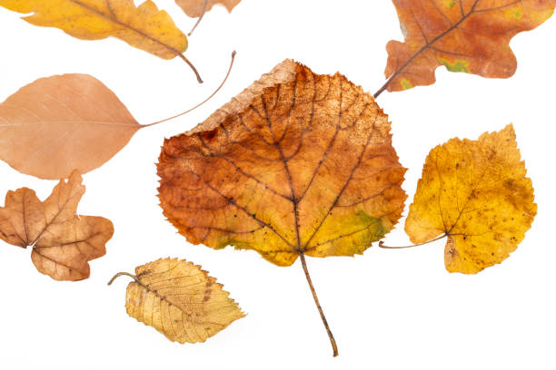 istock autumn leaves isolated on white background 2165652171