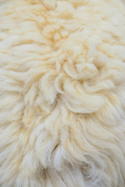 istock Background of white sheep fleece 2165652398