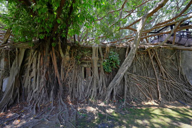 istock Anping Tree House, a former warehouse overgrown with banyan trees 2165652702