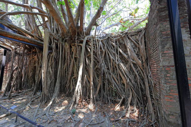 istock Anping Tree House, a former warehouse overgrown with banyan trees 2165652709