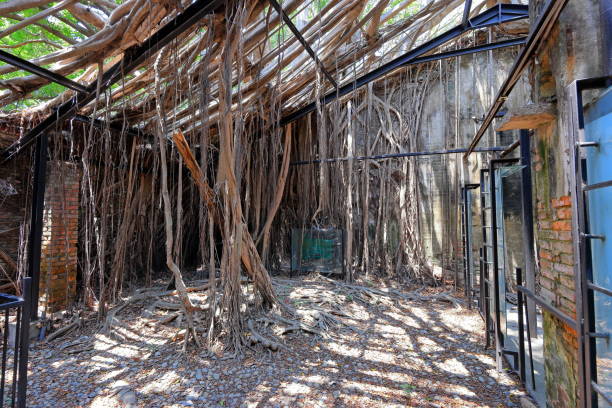 istock Anping Tree House, a former warehouse overgrown with banyan trees 2165652723