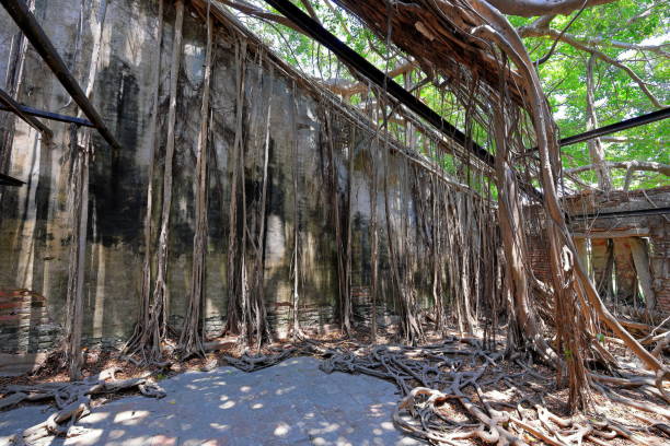 istock Anping Tree House, a former warehouse overgrown with banyan trees 2165652735