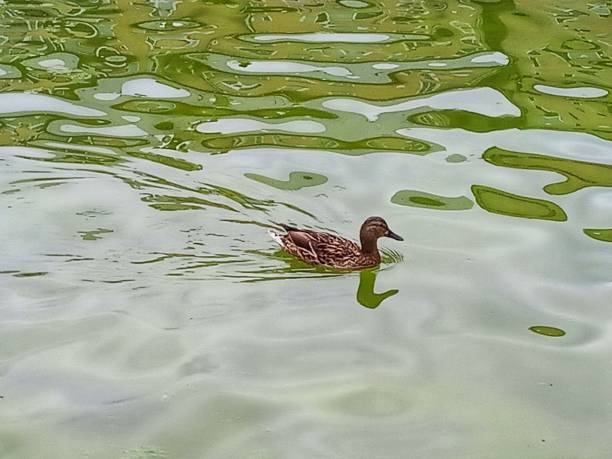 istock A wild duck is swimming in a pond 2165654162