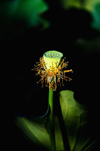 istock Maturation of Nature: Lotus seedpod in pond 2165656244