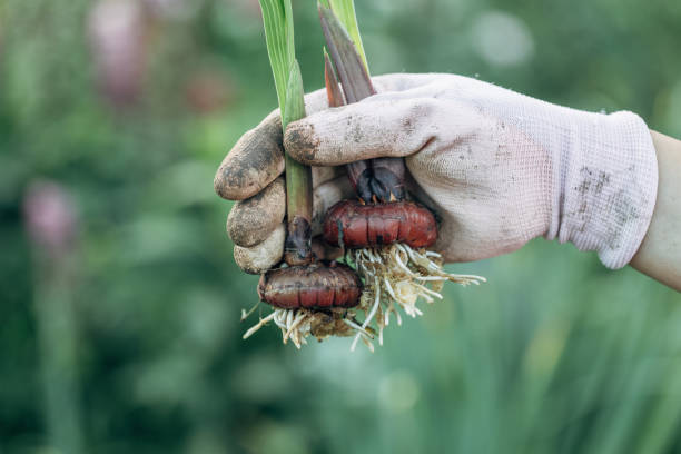 istock hand holding gladiolus flower bulb onion before planting 2165656532