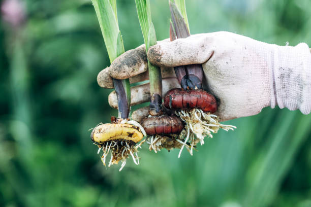 istock hand holding gladiolus flower bulb onion before planting 2165656722