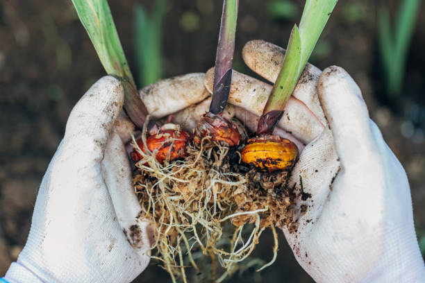 istock hands holding gladiolus flower bulb onion before planting 2165656802