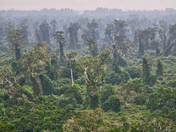 U Minh Ha National Park, Ca Mau province