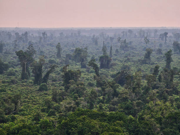 istock U Minh Ha National Park, Ca Mau province 2165659565
