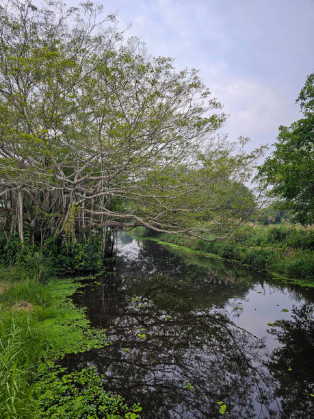 istock U Minh Ha National Park, Ca Mau province 2165659566