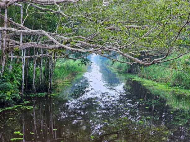istock U Minh Ha National Park, Ca Mau province 2165659595