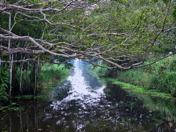 istock U Minh Ha National Park, Ca Mau province 2165659602