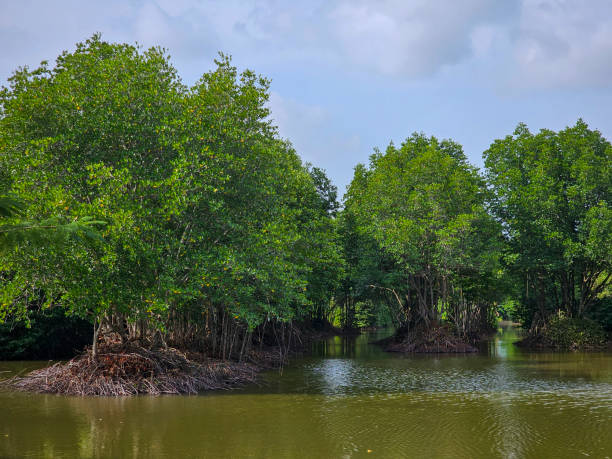 istock Mangrove forest on alluvial coast, Ca Mau province 2165659772
