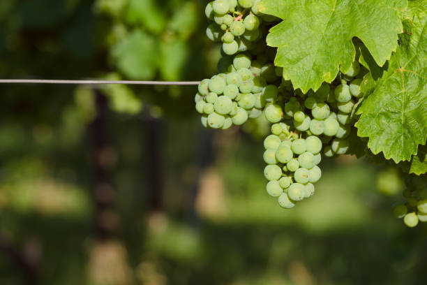 ripening bunch of grapes in the vineyard