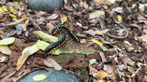 istock Yellow spotted millipede 2165664912