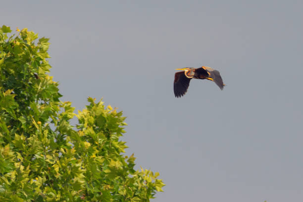 Purple Heron in flight on a pond.