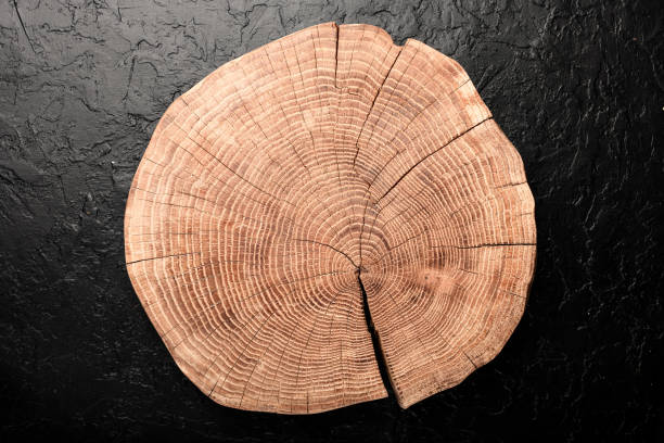 Round wooden board carved from tree trunk on black concrete background. Can be used like natural textured background
