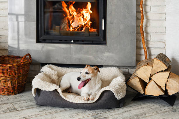 istock Happy Jack Russell Terrier dog lays on a rug 2165669190