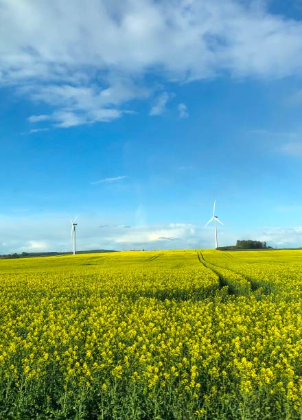 istock Summer in Skane Sweden 2165672302