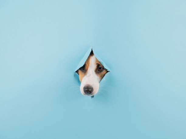 istock Funny dog muzzle from a hole in a paper blue background. Copy space. 2165672324