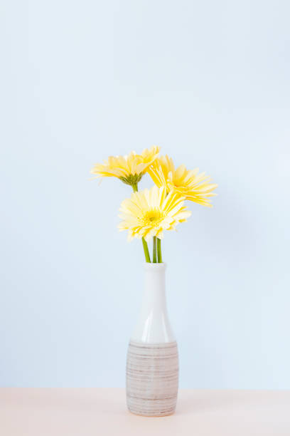 Yellow gerbera daisy flowers in vase against white wall.