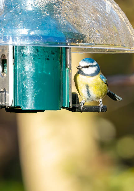 Blue Tit on a bird feeder in a Nature Reserve.