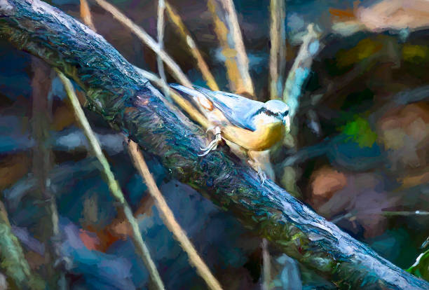 istock Eurasian Nuthatch perched on a branch in a Nature Reserve 2165675169