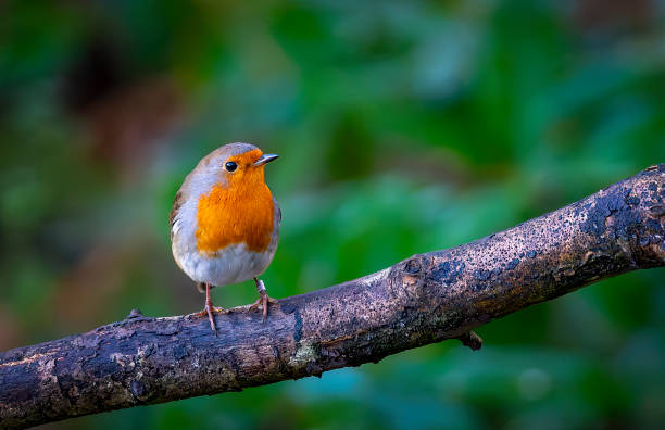 istock Eurasian Robin perched on a branch in a Nature Reserve 2165675212