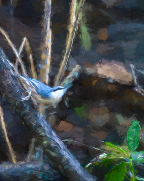 istock Eurasian Nuthatch perched on a branch in a Nature Reserve 2165675340