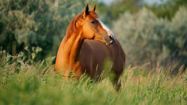 A Chestnut Horse Stands Amidst Summer's Lush Greenery