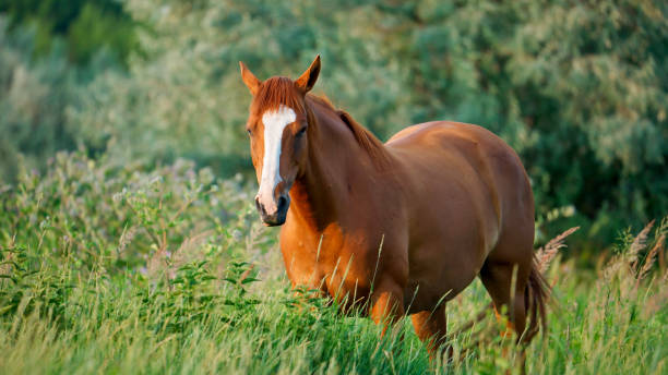 istock A Chestnut Horse Stands Still in Lush Meadow Grass 2165675610