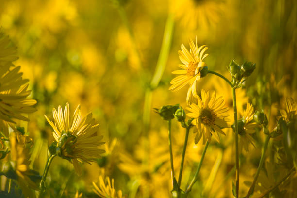 British yellow head flowers