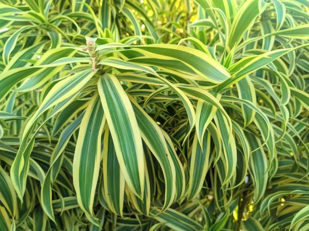 istock close up of Dracaena reflexa plant 2165677744