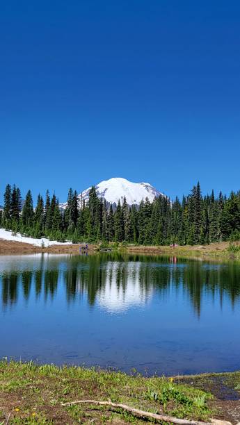 istock Vertical view of Mount Rainier reflected in Tipsoo Lake with a blue sky in Washington State, USA 2165677862