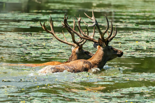 istock Two majestic stags swimming in a tranquil green lake. 2165677929