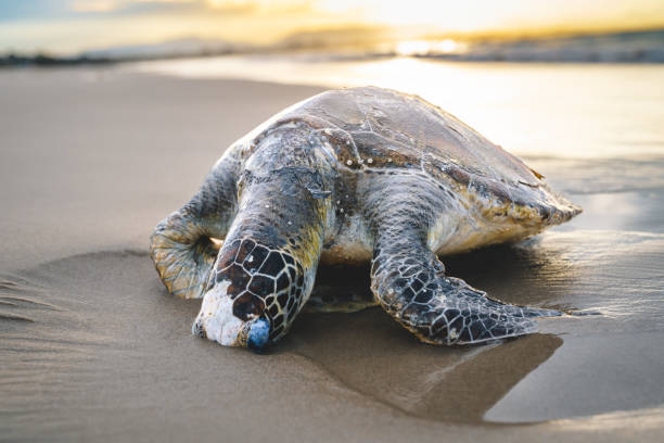 istock Carcass of Sea Turtle 2165678964