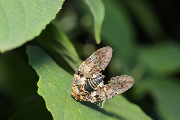 Poor cicada whose head has been bitten off by a spider and is stuck to a green leaf (Wildlife closeup macro photograph)