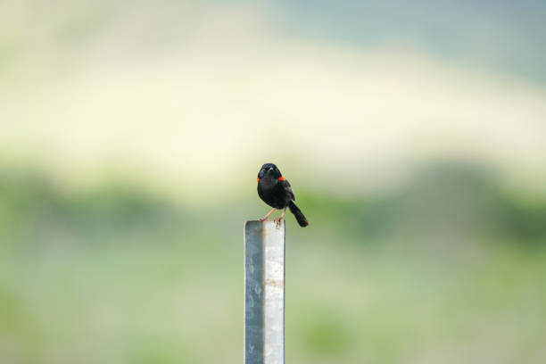 Red-winged  blackbird is a popular bird in Alberta ,Canada