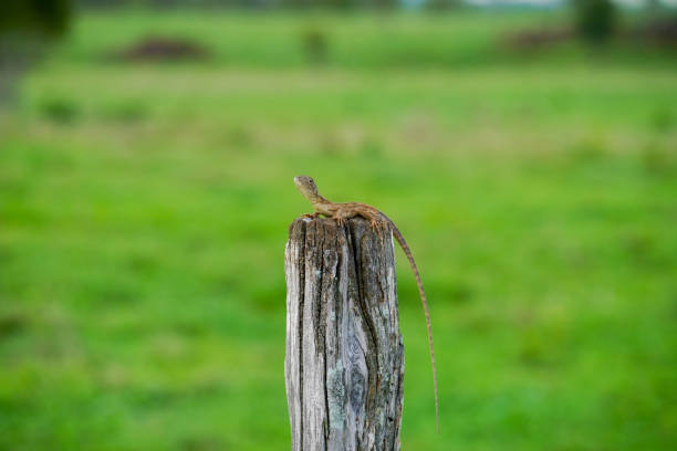 Nobbi dragon lizard on a wooden post