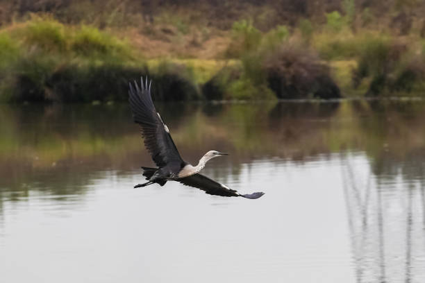 istock Black and white heron flying 2165681365