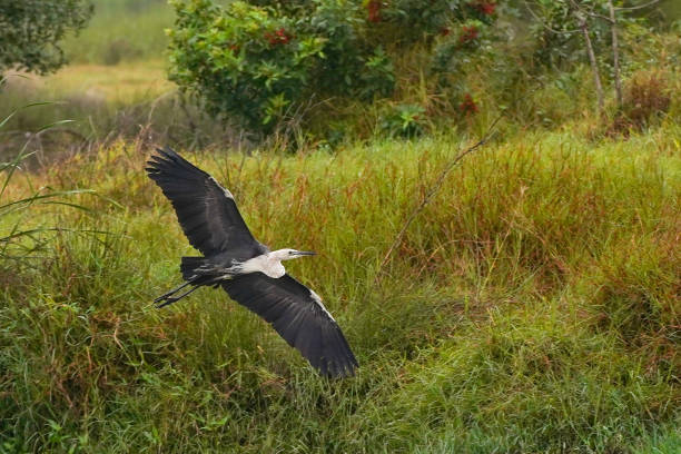 istock Black and white heron flying 2165681427