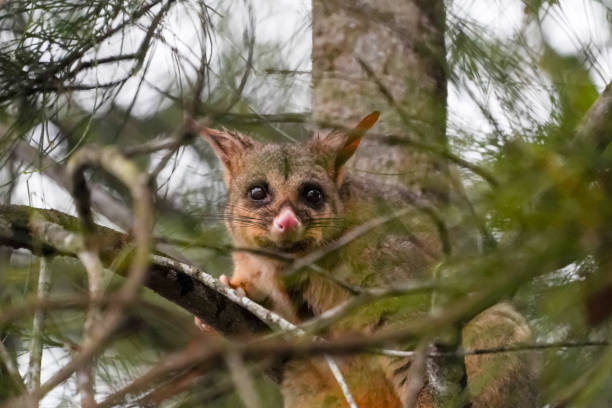 Brush-tailed possum hiding in the leaves