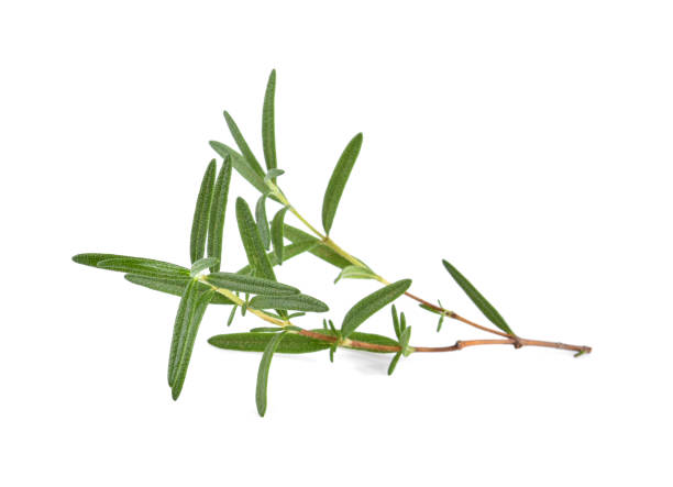 istock Rosemary isolated on white background 2165683458
