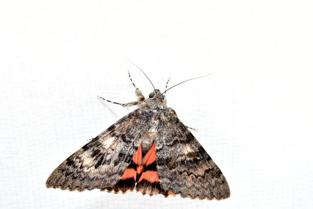 istock Butterflies isolated on white. Red crimson moth Catocala sponsa. 2165686806