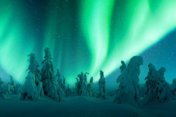 istock Northern lights in winter forest 2165687813