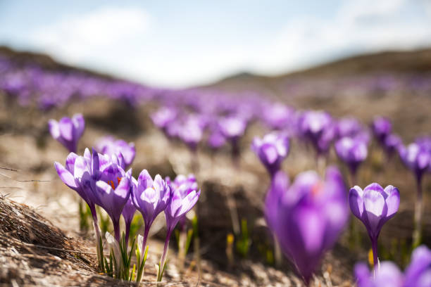 istock Crocus flowers on spring Ukrainian Carpathians mountains 2165688092