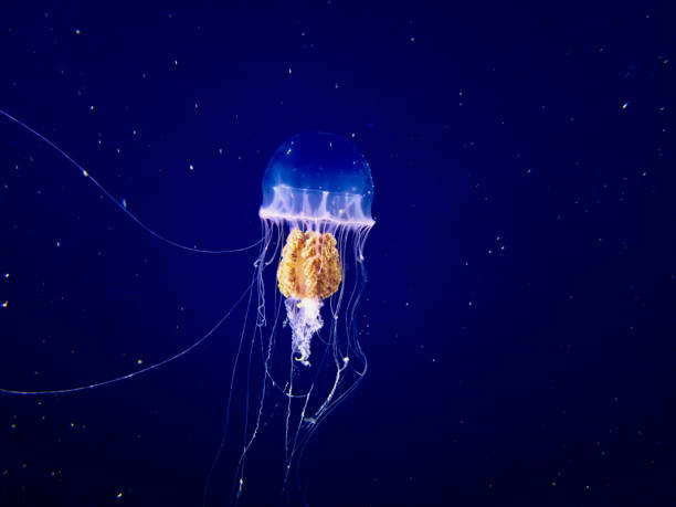 istock Jellyfish on a blue background underwater. 2165694085