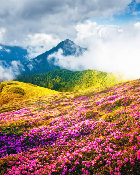 istock Summer landscape with pink blooming rhododendron flowers 2165694861